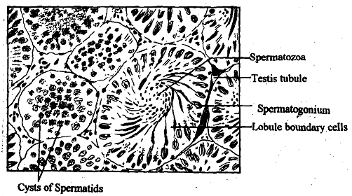 1833_Testis of Non-Mammalian Vertebrates.png